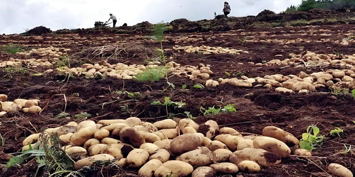 土豆（馬鈴薯）冷藏保鮮庫監控案例