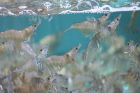 鮮活水產品運輸箱實時監控解決方案